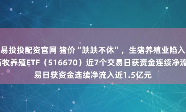 易投投配资官网 猪价“跌跌不休”，生猪养殖业陷入全面亏损，畜牧养殖ETF（516670）近7个交易日获资金连续净流入近1.5亿元